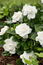 Lot De 2 Gardenia Jasminoides – Plante D’Intérieur