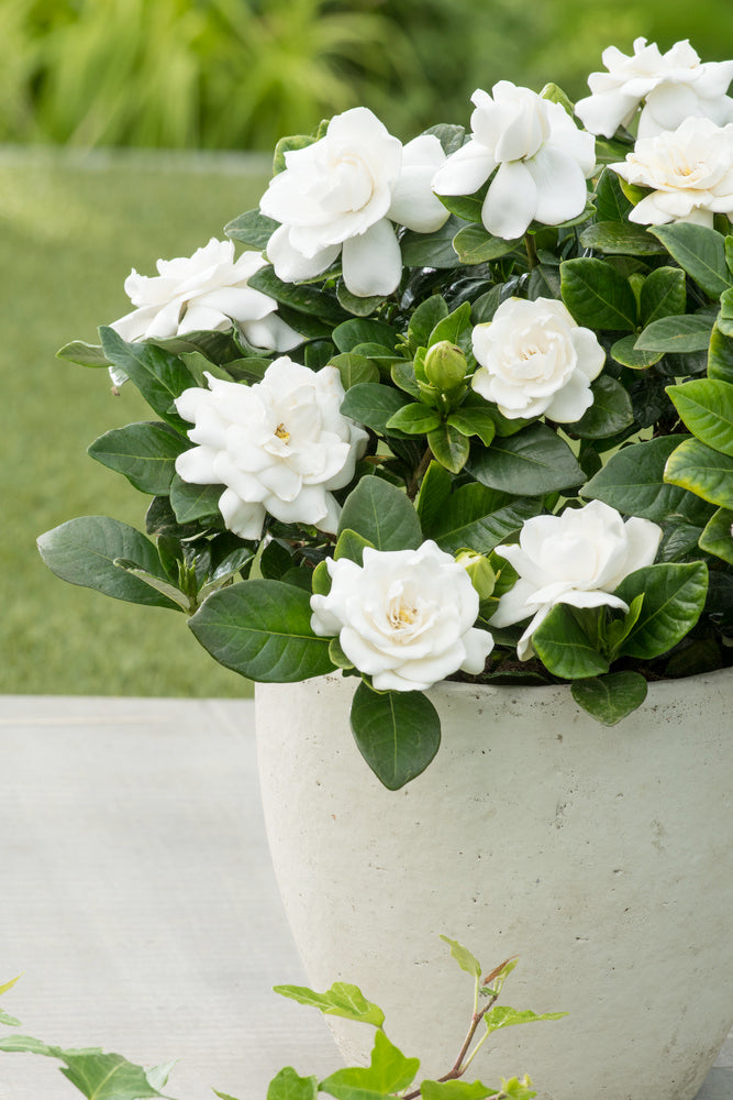 Lot De 2 Gardenia Jasminoides – Plante D’Intérieur