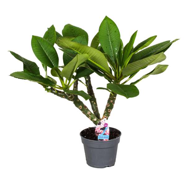 Plumeria 'Frangipanier' Hawaï - Plantes D'Intérieur