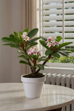 Plumeria ‘Frangipanier’ Hawaï – Plante D’Extérieur
