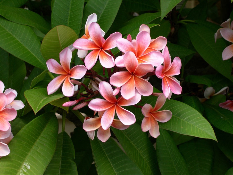 Plumeria 'Frangipanier' Hawaï - Plantes D'Intérieur