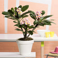 Plumeria 'Frangipanier' Hawaï - Plantes D'Intérieur