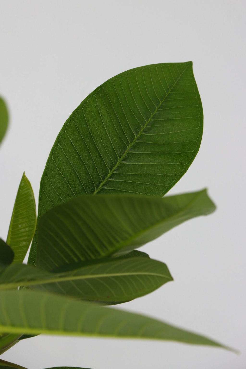 Plumeria ‘Frangipanier’ Hawaï – Plante D’Extérieur