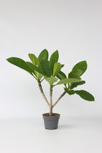Plumeria ‘Frangipanier’ Hawaï – Plante D’Extérieur