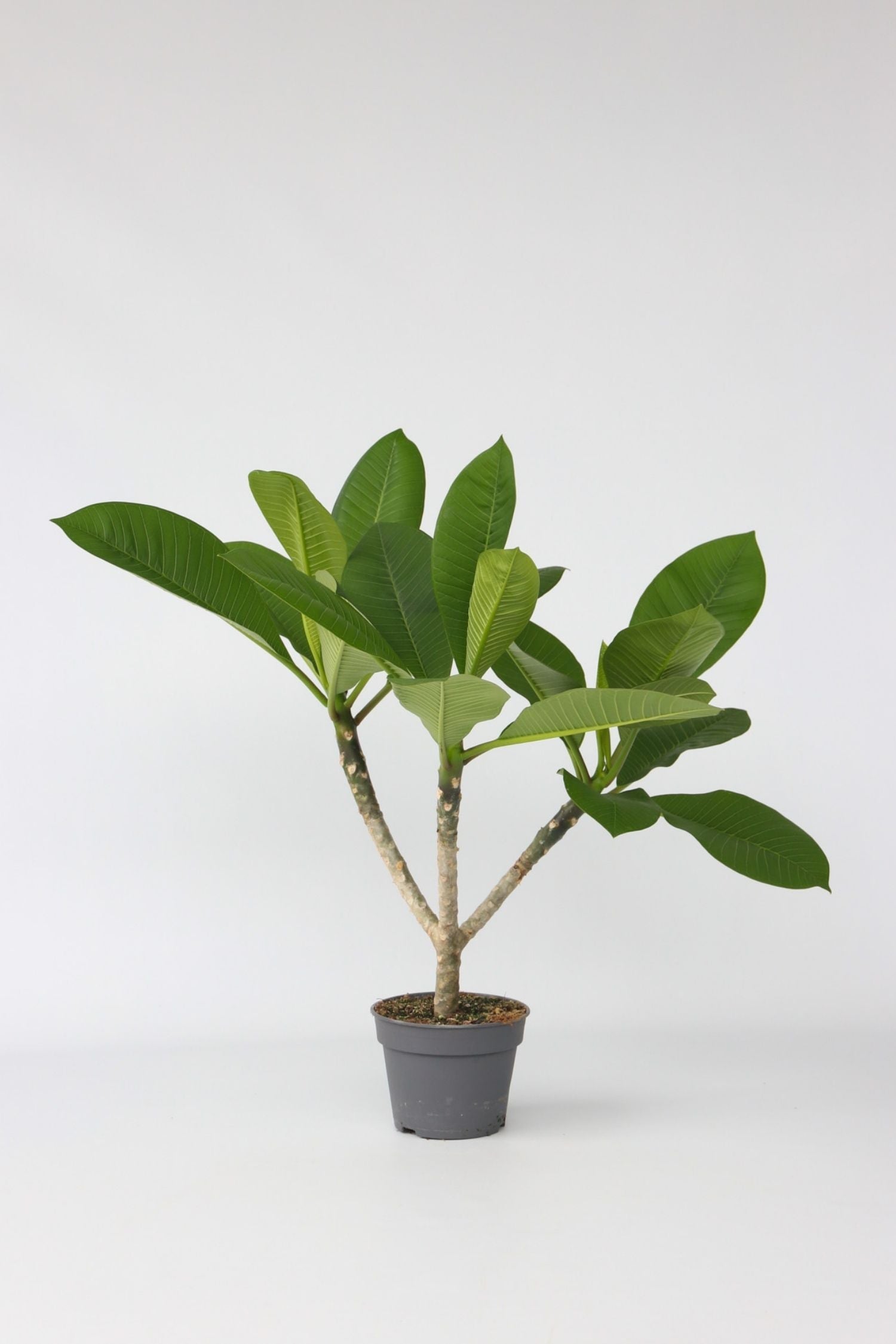 Plumeria ‘Frangipanier’ Hawaï – Plante D’Extérieur