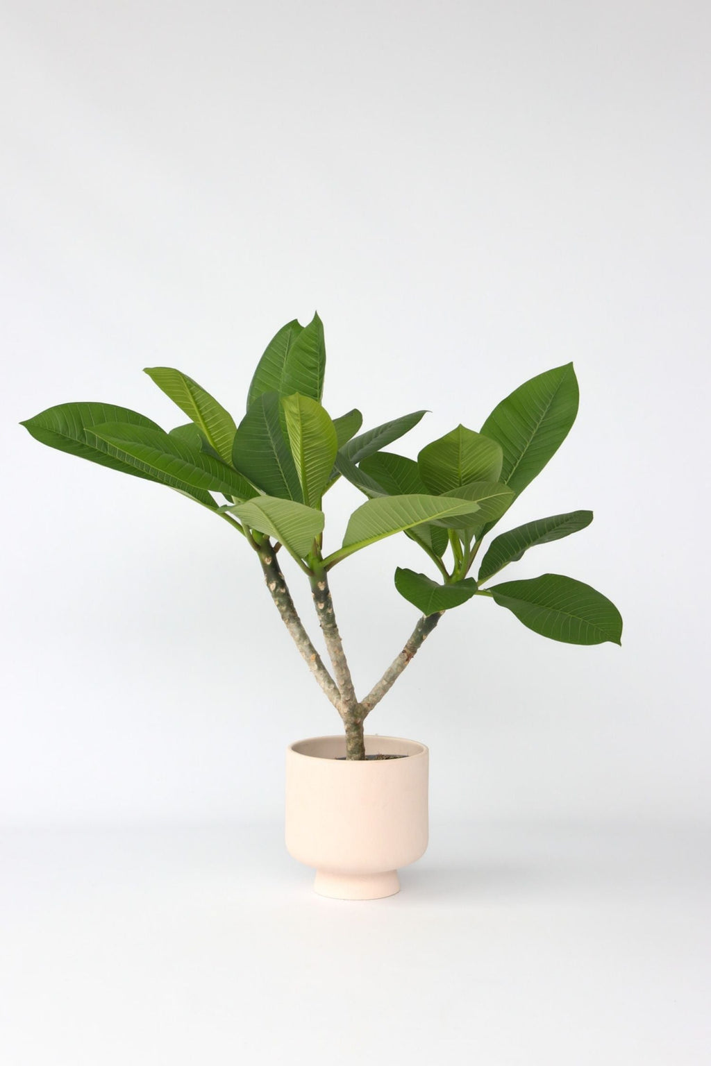 Plumeria ‘Frangipanier’ Hawaï – Plante D’Extérieur