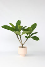 Plumeria ‘Frangipanier’ Hawaï – Plante D’Extérieur