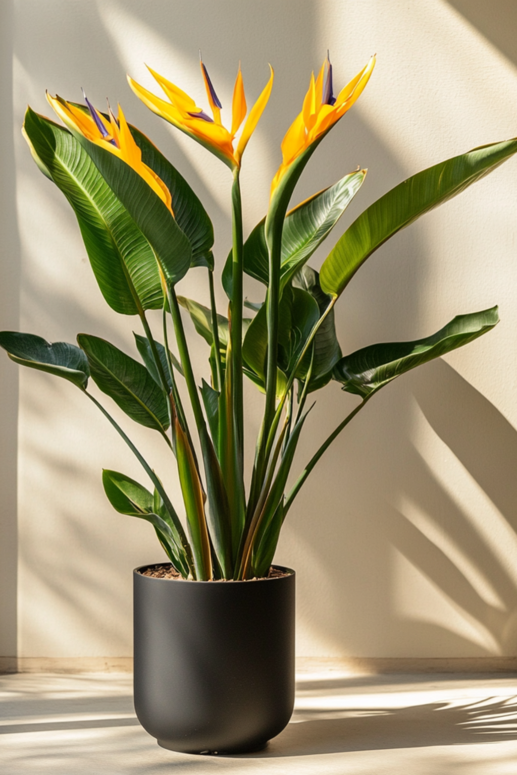 Strelitzia Reginae En Fleurs – Plante D’Intérieur