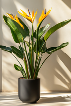 Strelitzia Reginae En Fleurs – Plante D’Intérieur