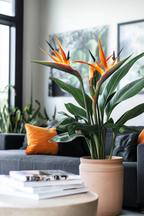 Strelitzia Reginae En Fleurs – Plante D’Intérieur