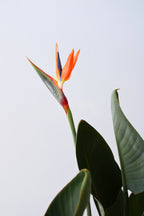 Strelitzia Reginae En Fleurs – Plante D’Intérieur