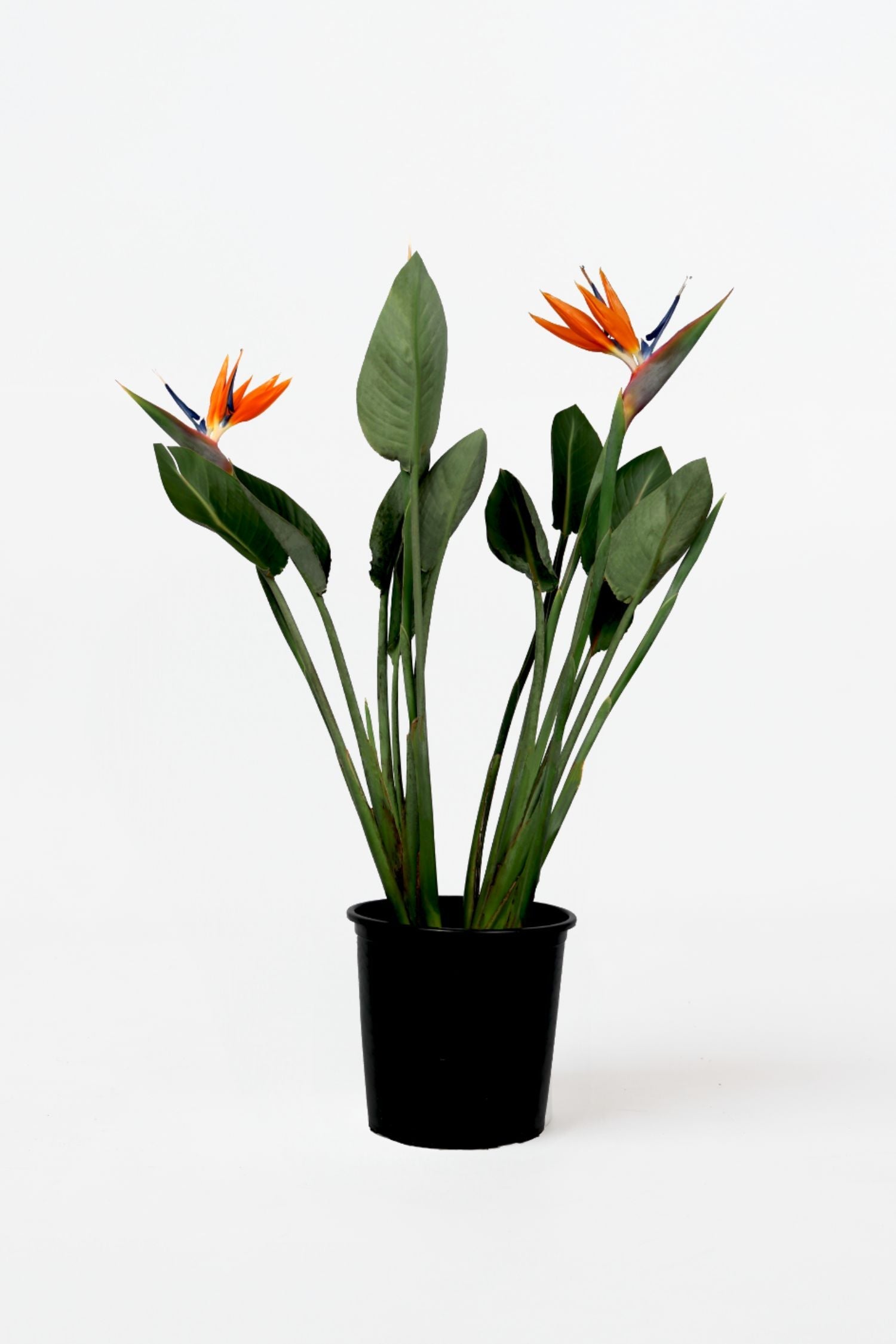 Strelitzia Reginae En Fleurs – Plante D’Intérieur