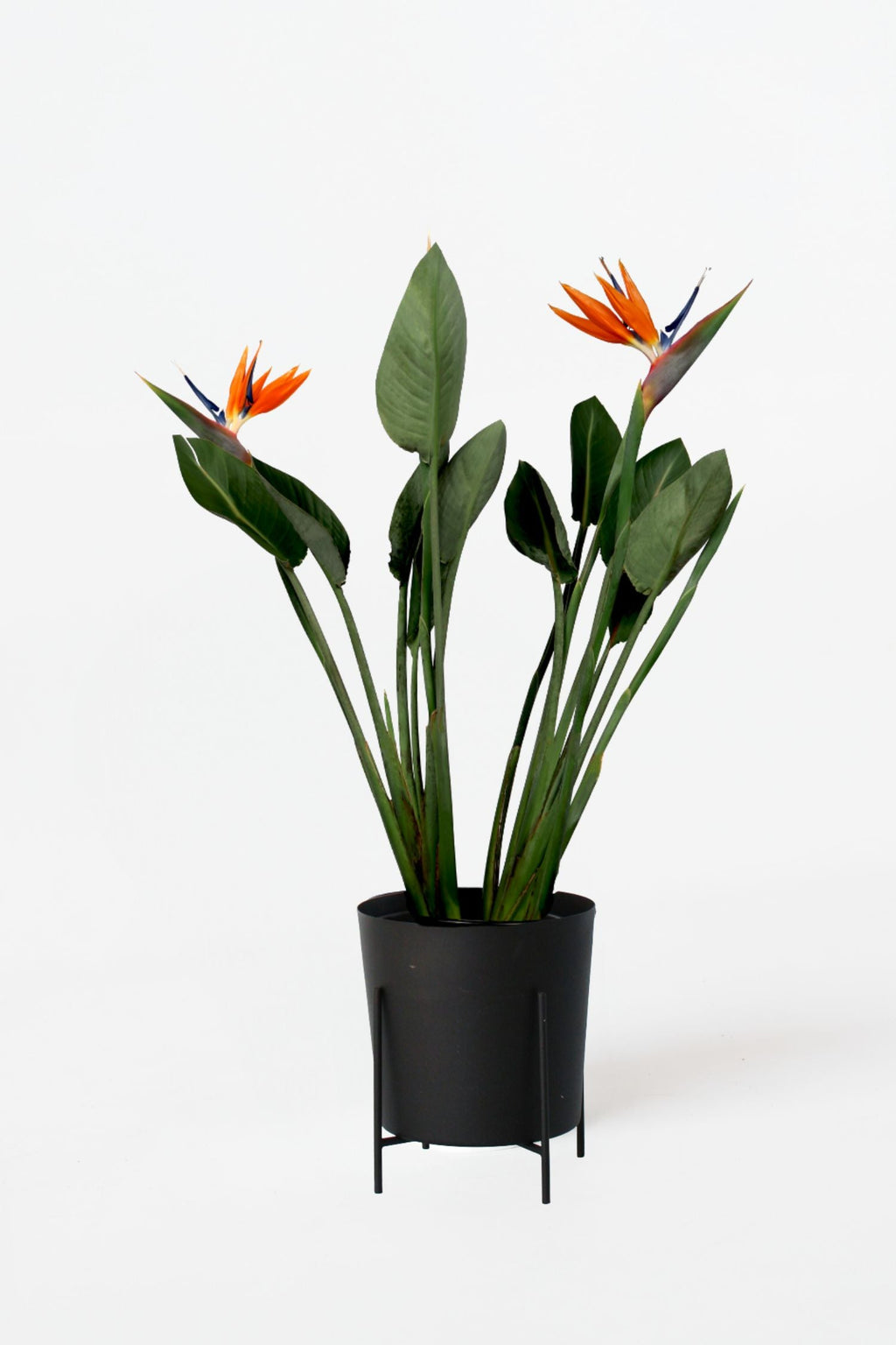 Strelitzia Reginae En Fleurs – Plante D’Intérieur