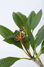 Plumeria ‘Frangipanier’ Hawaï Blanc – Plante D’Extérieur