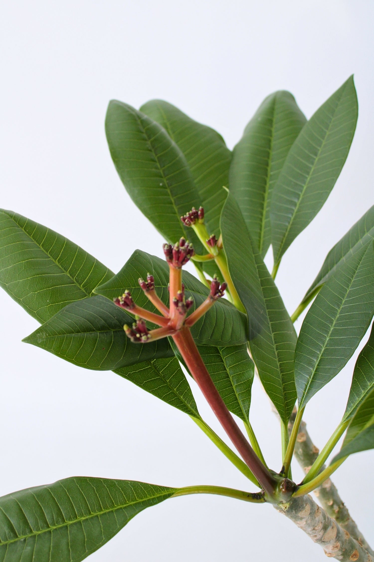 Plumeria ‘Frangipanier’ Hawaï Blanc – Plante D’Extérieur