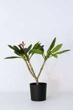 Plumeria ‘Frangipanier’ Hawaï Blanc – Plante D’Extérieur