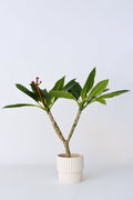 Plumeria ‘Frangipanier’ Hawaï Blanc – Plante D’Extérieur