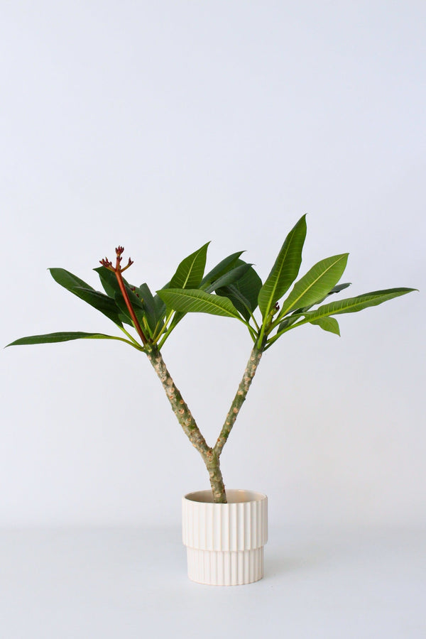 Plumeria ‘Frangipanier’ Hawaï Blanc – Plante D’Extérieur