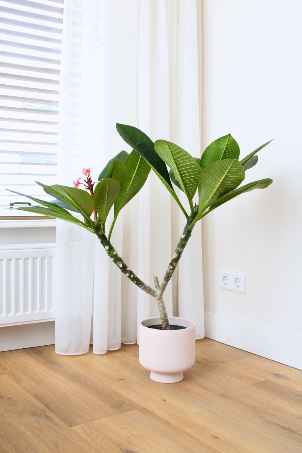 Plumeria ‘Frangipanier’ Hawaï Rose – Plante D’Extérieur