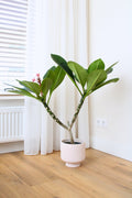 Plumeria ‘Frangipanier’ Hawaï Rose – Plante D’Extérieur