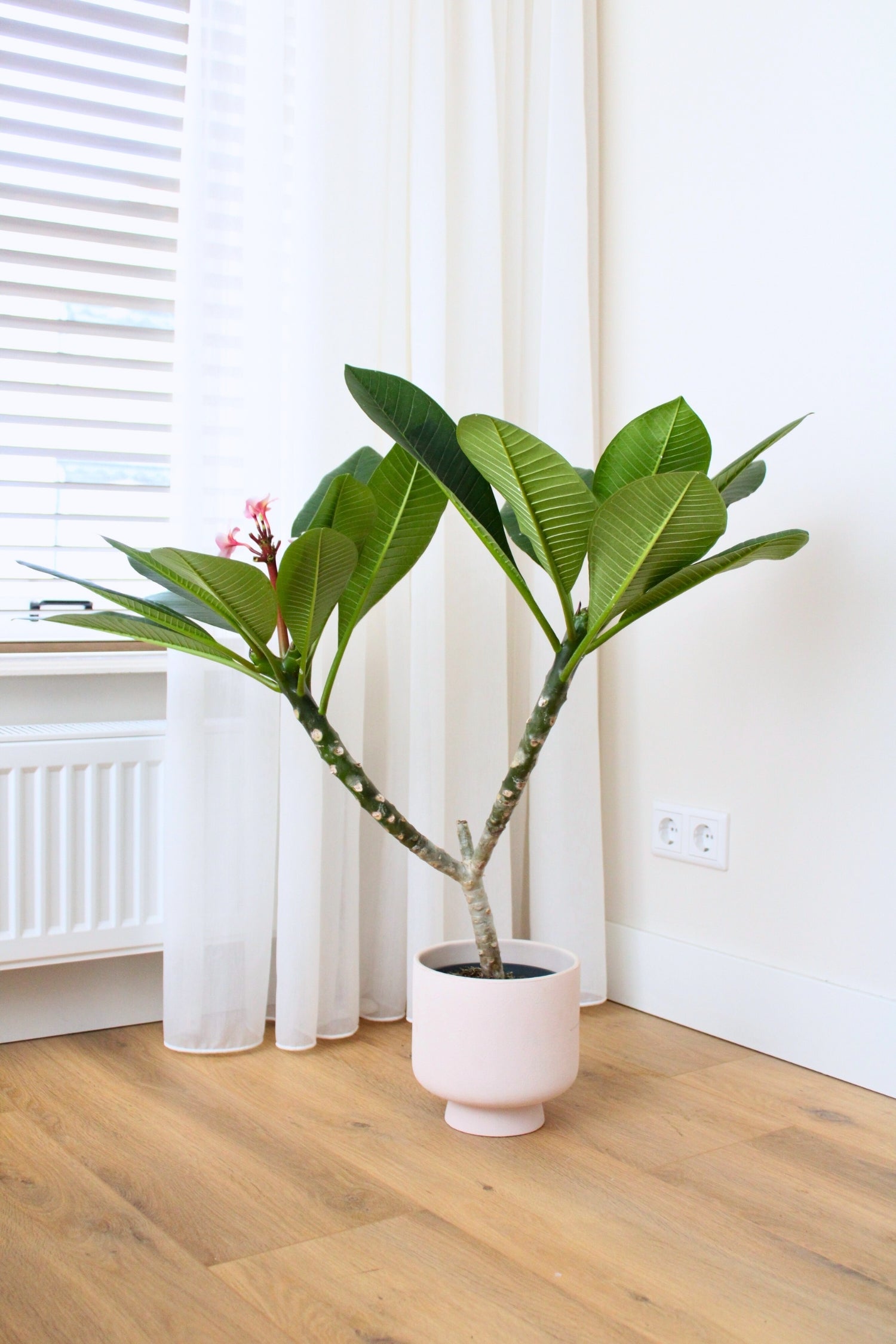 Plumeria ‘Frangipanier’ Hawaï Blanc – Plante D’Extérieur