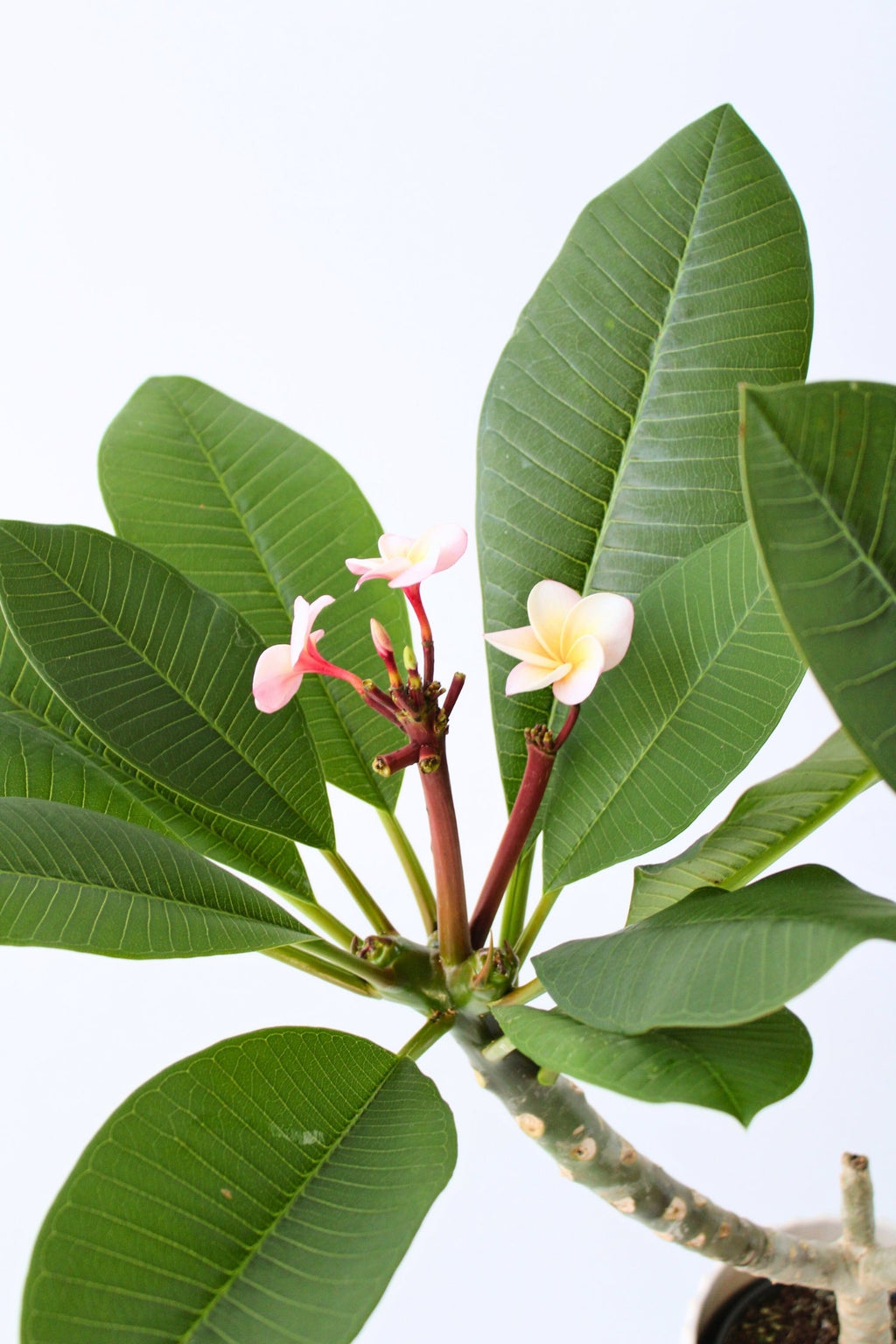 Plumeria ‘Frangipanier’ Hawaï Rose – Plante D’Extérieur