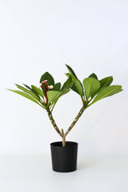 Plumeria ‘Frangipanier’ Hawaï Rose – Plante D’Extérieur