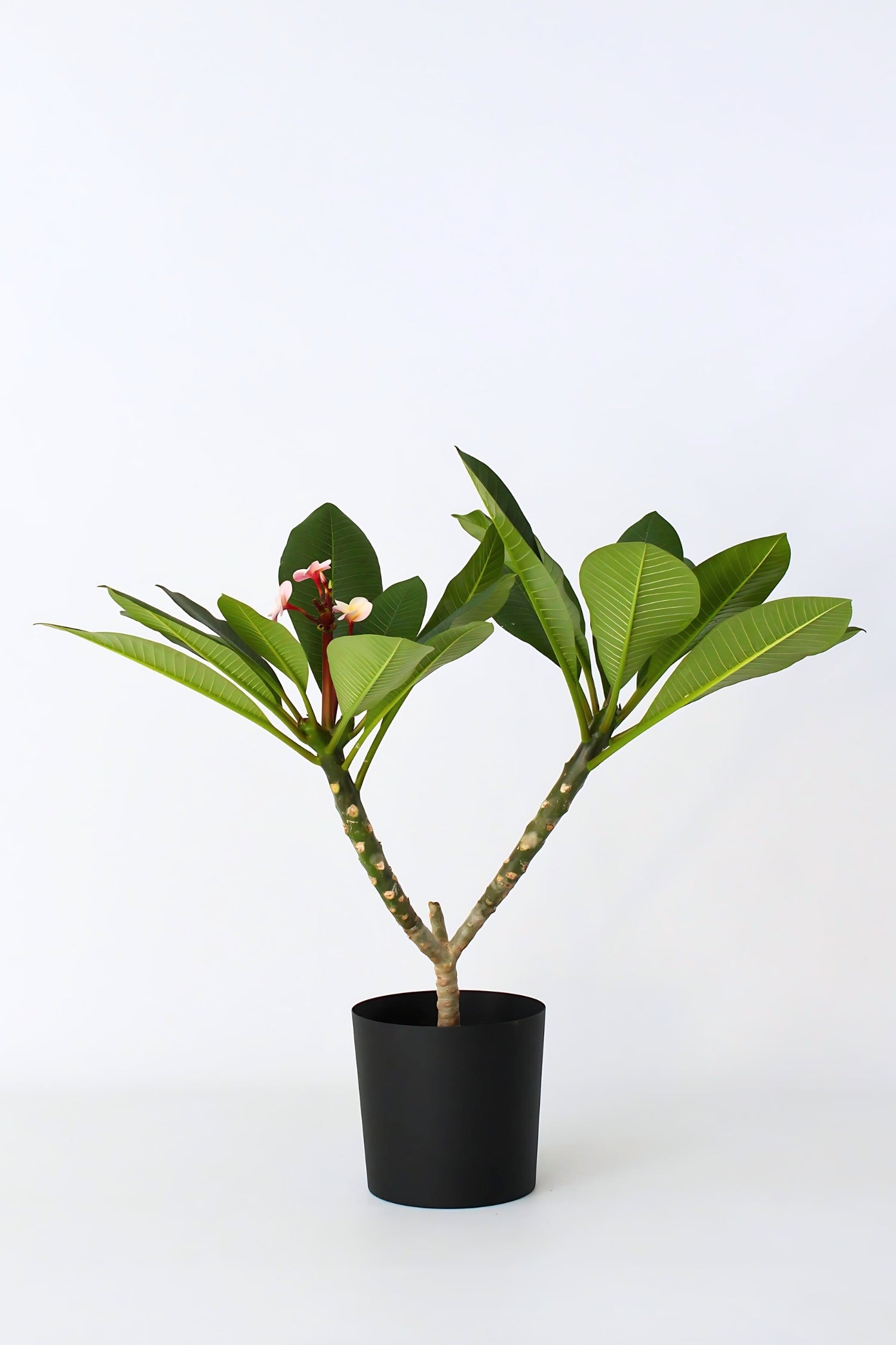 Plumeria ‘Frangipanier’ Hawaï Rose – Plante D’Extérieur