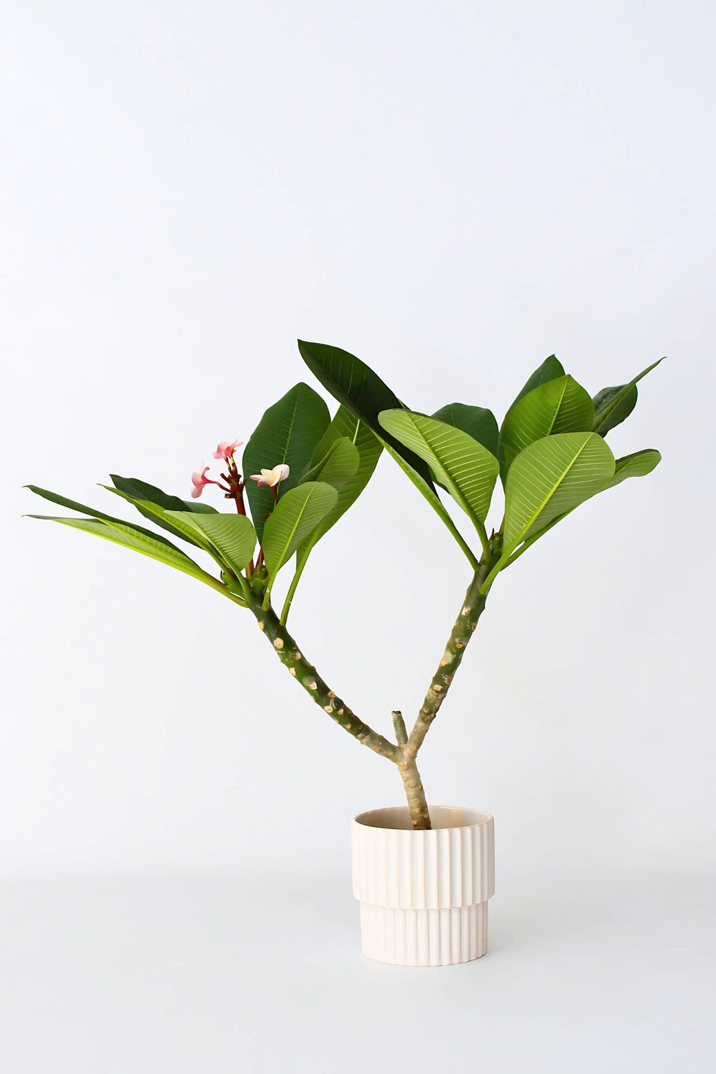Plumeria ‘Frangipanier’ Hawaï Rose – Plante D’Extérieur