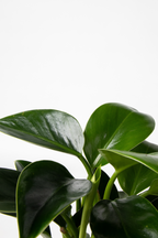 Mélange De 3 Plantes Vertes D’Intérieur – Plante D’Intérieur