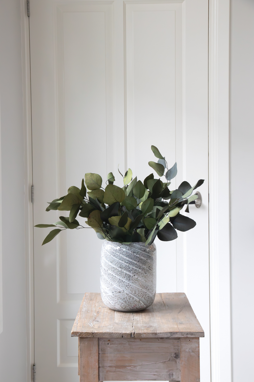 Eucalyptus – Plante D’Extérieur