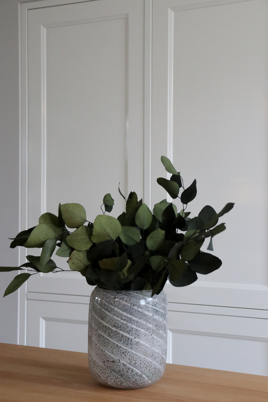 Eucalyptus – Plante D’Extérieur