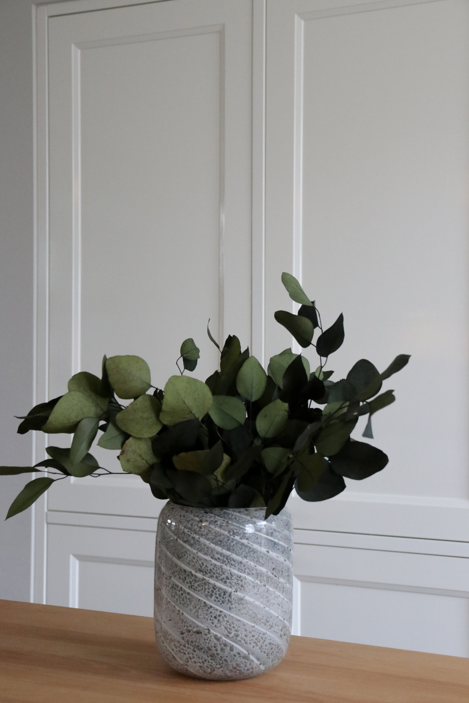 Eucalyptus – Plante D’Extérieur