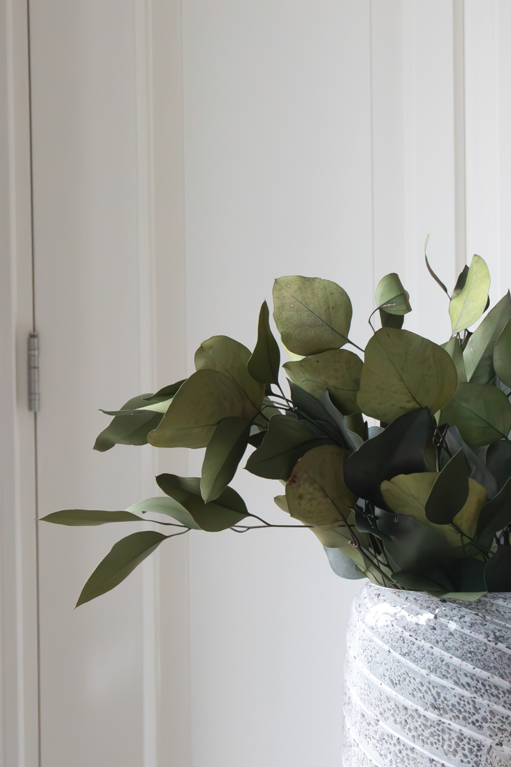 Eucalyptus – Plante D’Extérieur