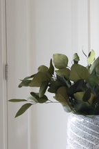 Eucalyptus – Plante D’Extérieur
