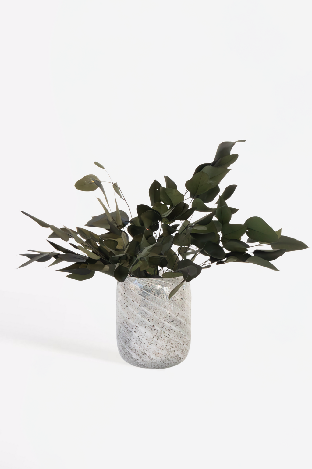 Eucalyptus – Plante D’Extérieur