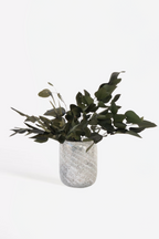 Eucalyptus – Plante D’Extérieur