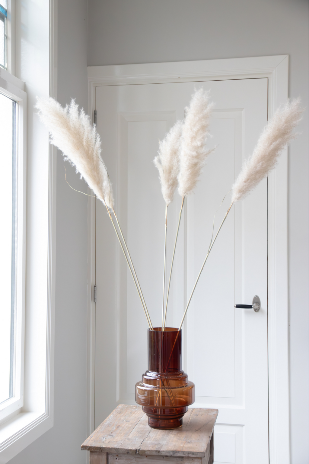 Grand Pampas – Plante D’Extérieur