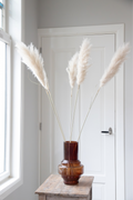 Grand Pampas – Plante D’Extérieur
