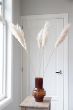 Grand Pampas – Plante D’Extérieur
