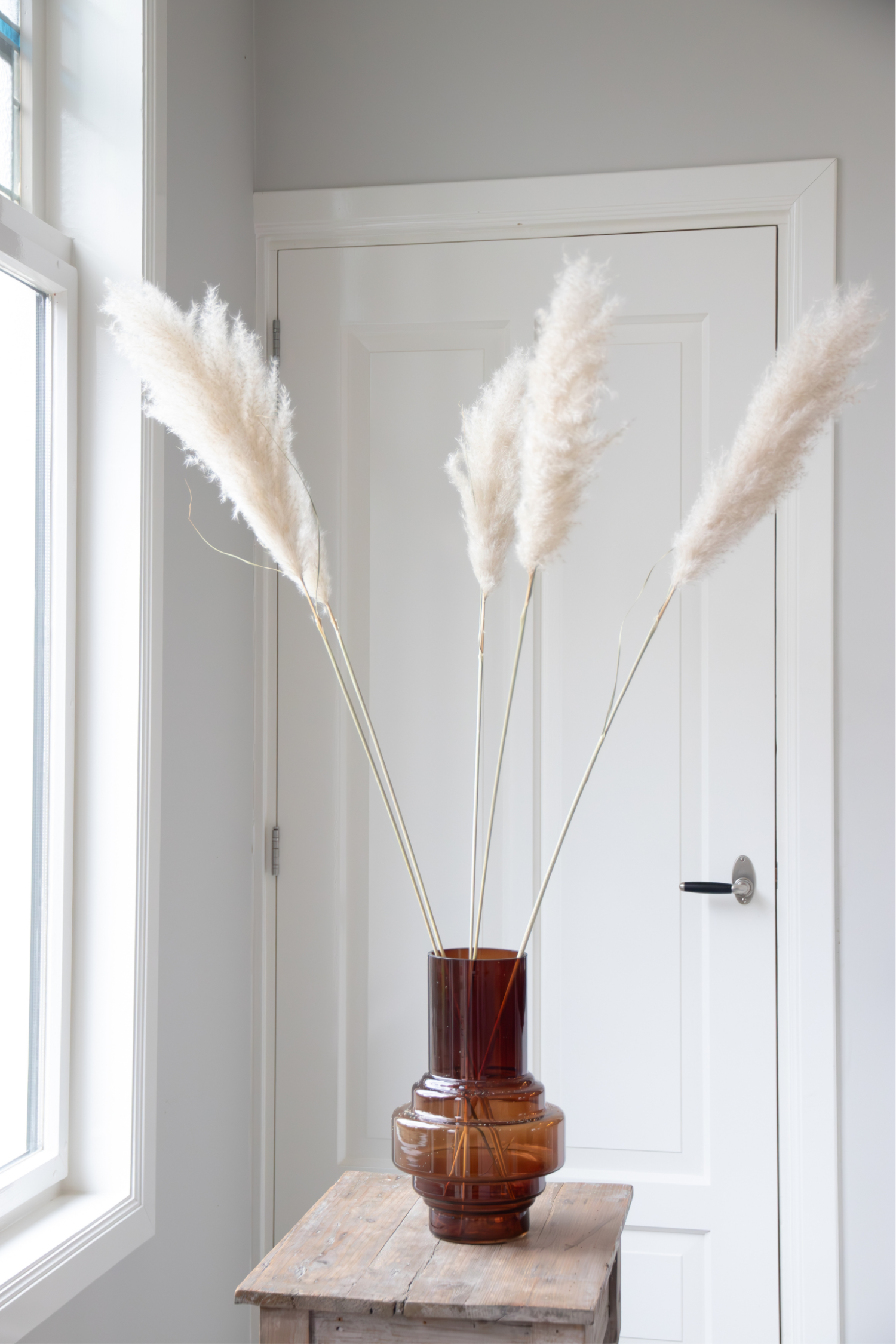 Grand Pampas – Plante D’Extérieur