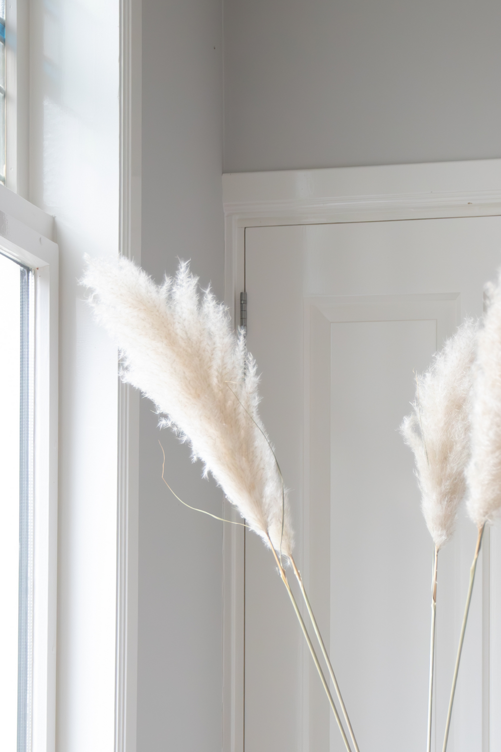 Grand Pampas – Plante D’Extérieur