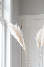 Grand Pampas – Plante D’Extérieur