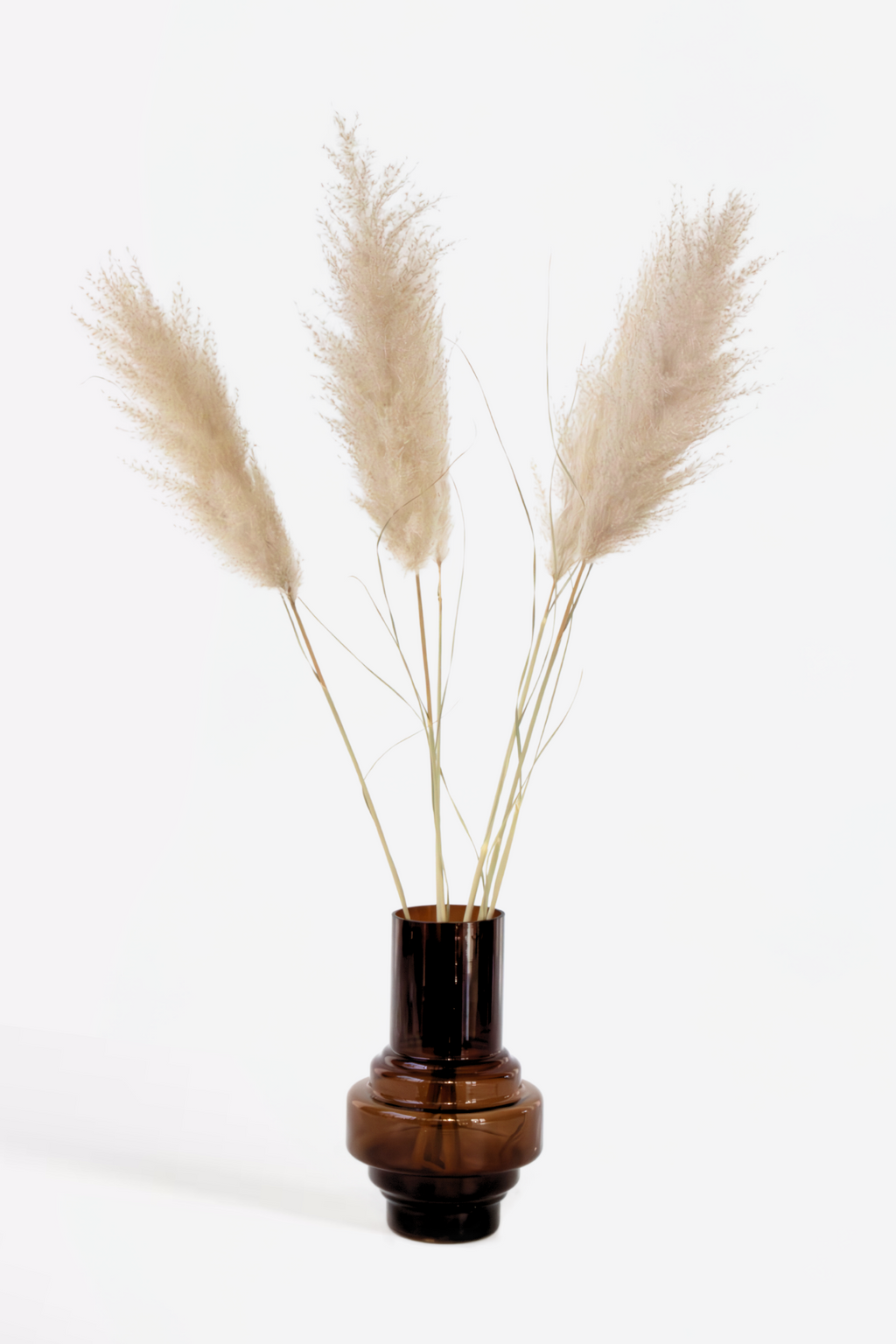 Grand Pampas – Plante D’Extérieur