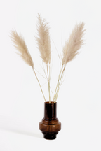 Grand Pampas – Plante D’Extérieur