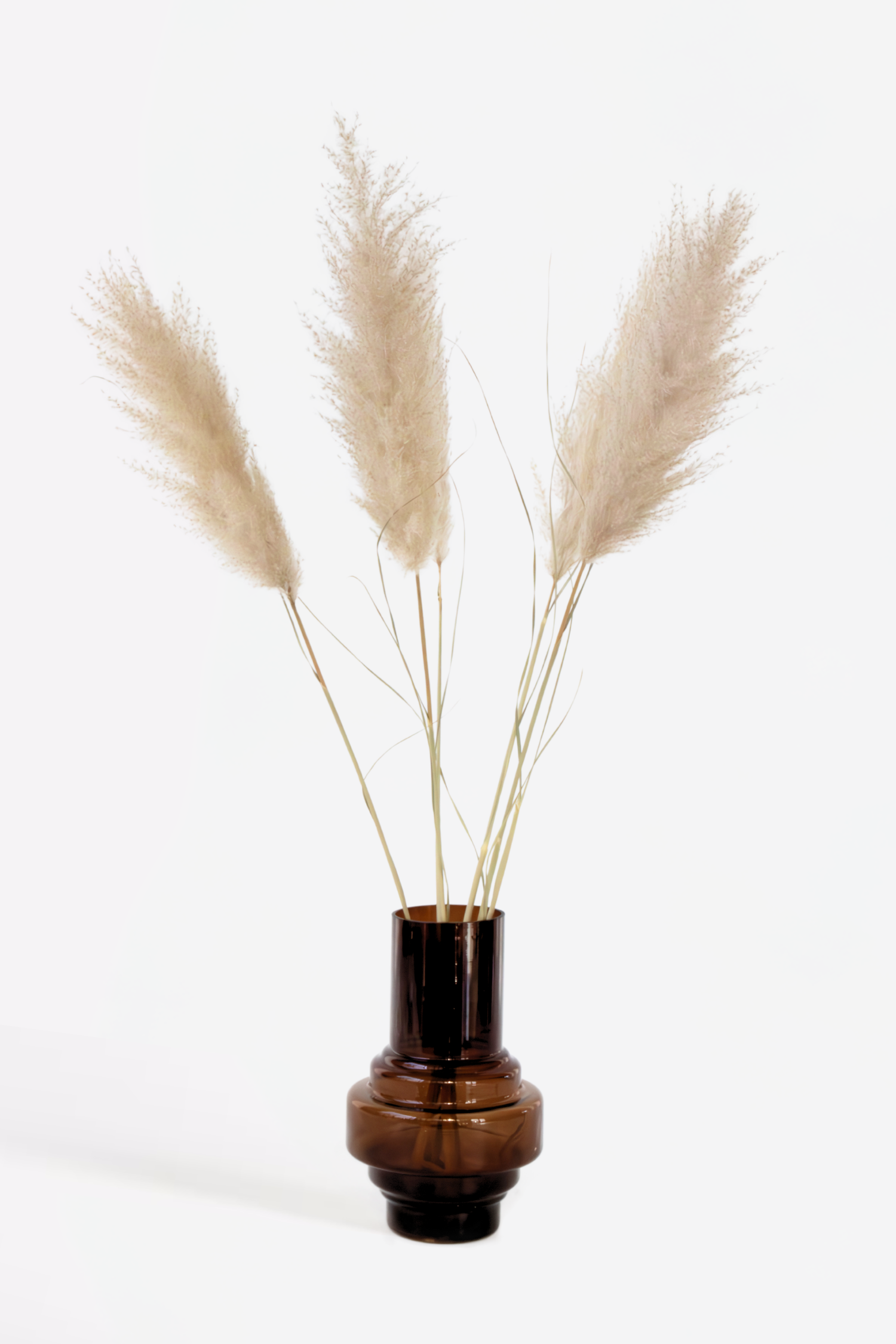 Grand Pampas – Plante D’Extérieur