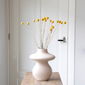 Craspedia – Plante D’Intérieur