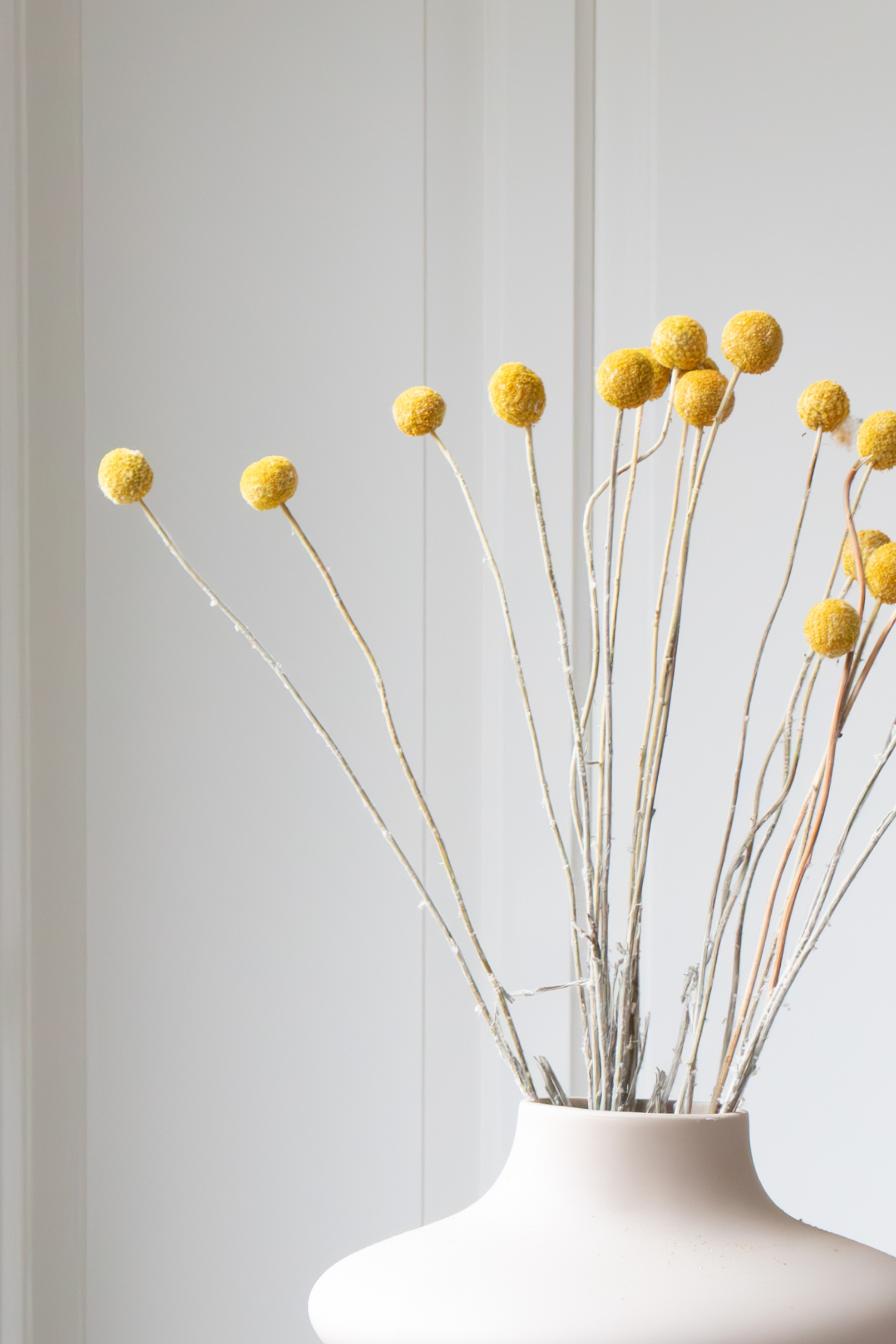 Craspedia – Plante D’Intérieur