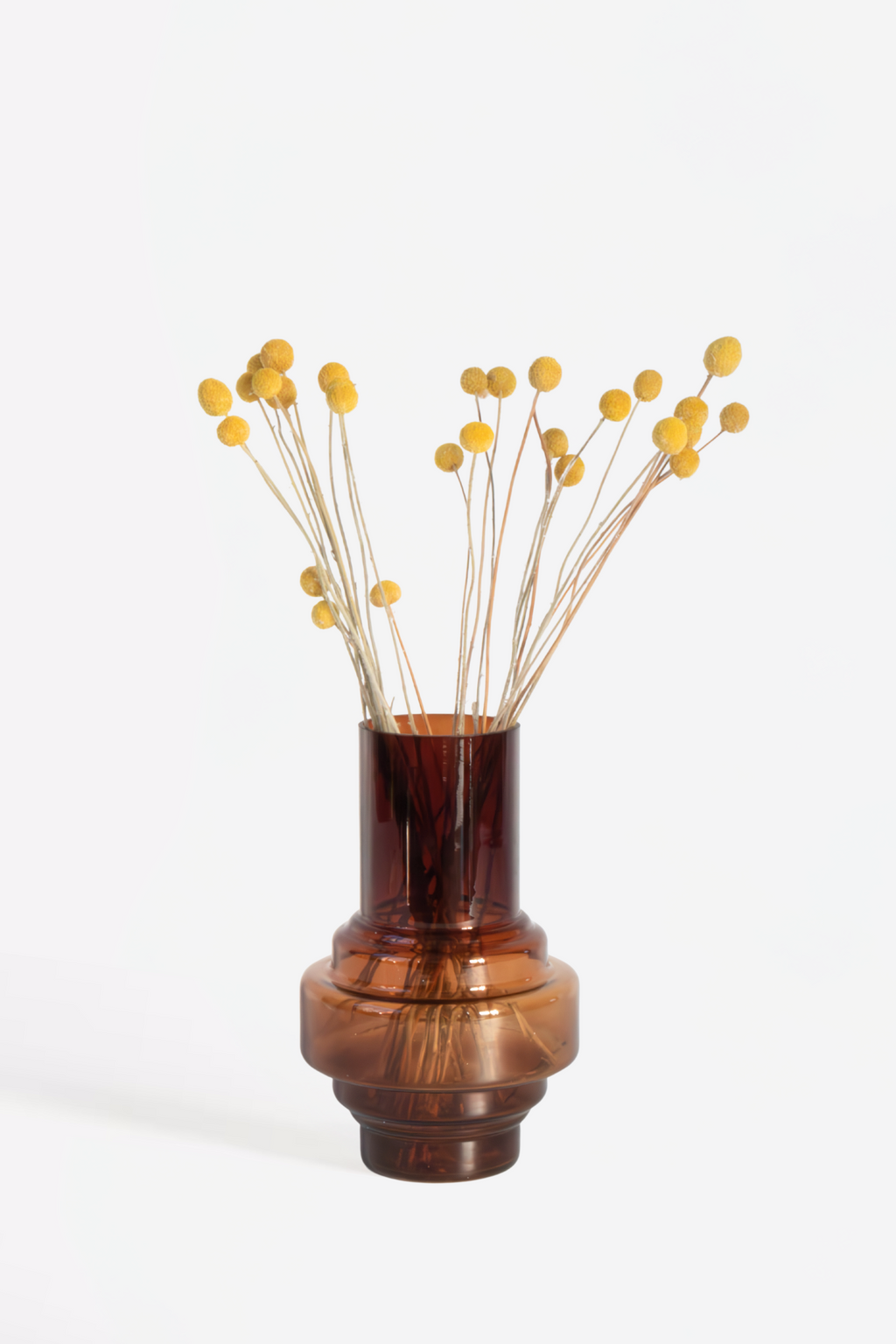 Craspedia – Plante D’Intérieur
