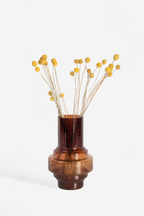 Craspedia – Plante D’Intérieur